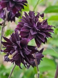 AQUILEGIA vulgaris plena Black Barlow